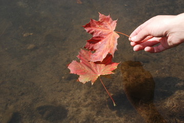 Maple leaf in the hand