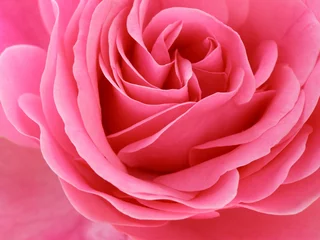 Crédence de cuisine en verre imprimé Macro rose rose