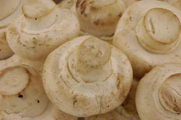 champignon