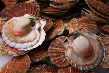 coquille saint-jacques