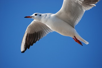 Fototapeta premium wolność czystości