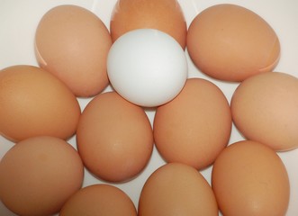One White Egg