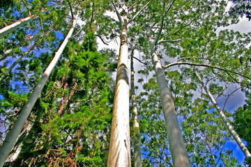 Fototapeta premium Eli Creek, Faser Island, Australia..