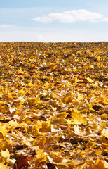 yellow leaves under the sky