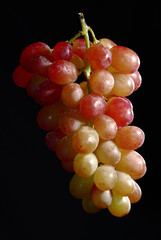 Hanging Grapes