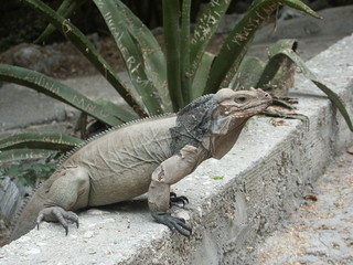 iguane cornu du lac Enriquillo