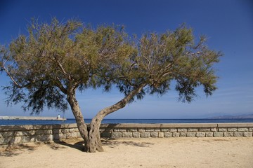 olivier de l'Île Rousse