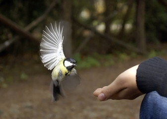 Great tit