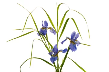 Papier Peint photo Lavable Iris blue iris
