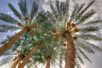 palm date trees