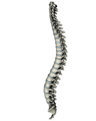 Human spine lateral graphic on white background - obrazy, fototapety, plakaty