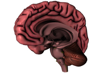 Human brain sagittal view with deep brain structures