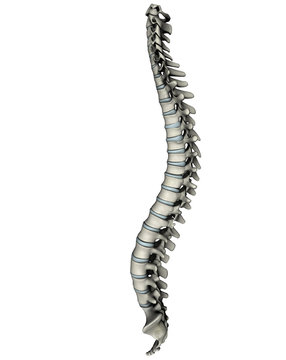 Human spine lateral graphic on white background