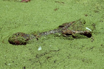 Detail of crocodile head on swamp