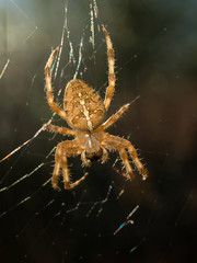 spider in its web