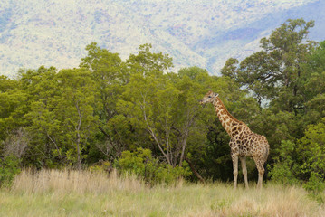 Giraffe in Pilansberg Game Reserve, South Africa