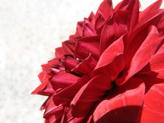Detail of red dahlia flower