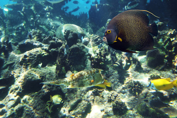 boxfish