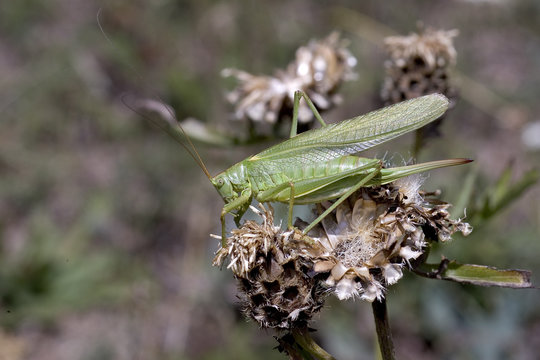 Sauterelle verte