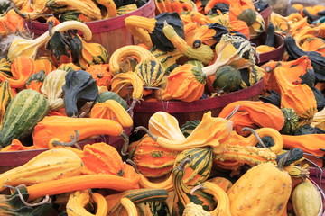 Colorful Autumn Gourds