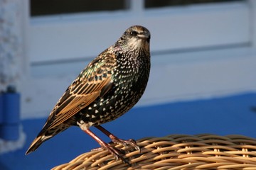 starling