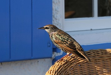starling
