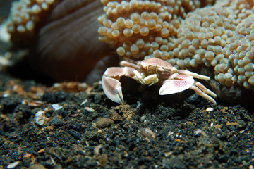 Oshimas Porzelankrebs