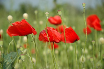 Obraz premium Papaveri rossi