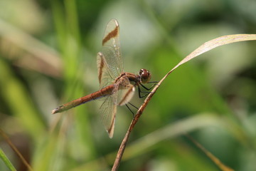 libellula5