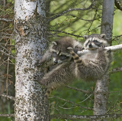 Baby racoons hanging out
