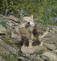 Papier Peint photo Loup Loup gris avec ses petits