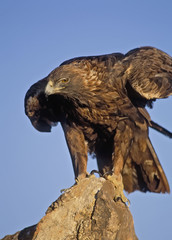 Golden eagle