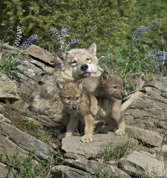 Gray wolf with her cubs