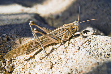 Grasshopper on sand