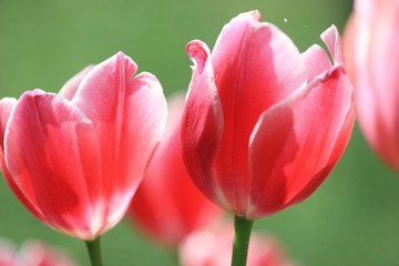 Obraz premium tulipano