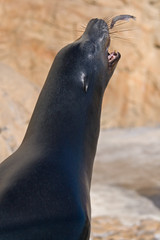 Obraz premium Sea Lions and Seals