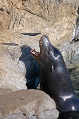 Sea Lions and Seals