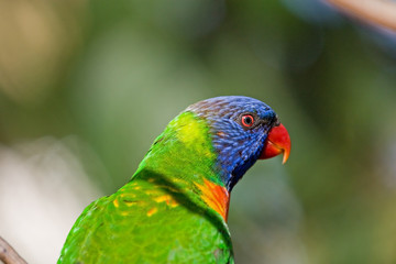 Wild Birds of Color