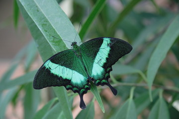 Obraz premium butterfly