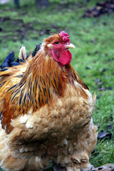 free range chicken in its natural environment