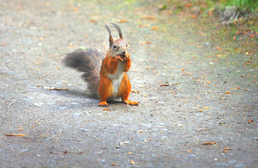 Squirrel