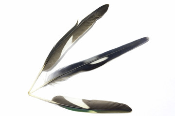 Fototapeta na wymiar Feathers with white background 2