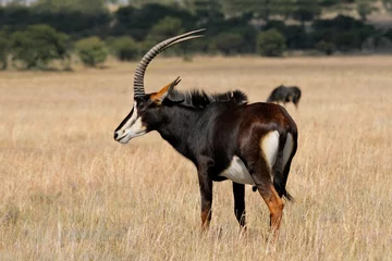 Fotobehang Sable antelope (Hippotragus niger) © EcoView