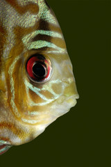 Blue discus fish (Symphysodon aequifasciata)
