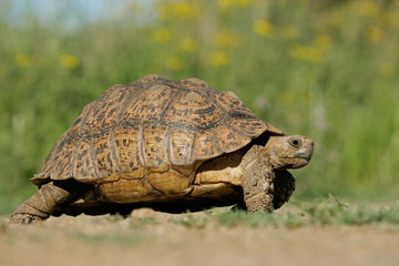 Mountain tortoise (Geochelone pardalis)