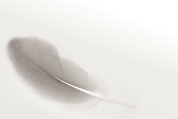 plume d'oiseau sur un arrière-plan gris blanc