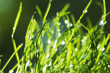 Wet grass