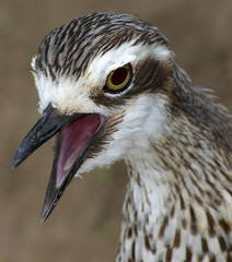 Bush Thick Knee