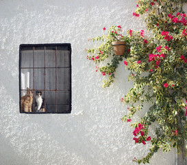 Pared con ventana, flores y gatos