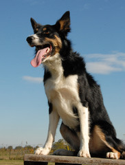border collie